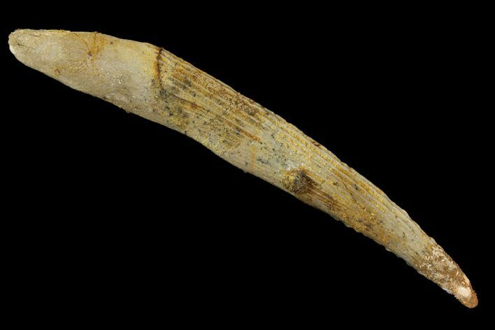 Fossil Shark (Hybodus) Dorsal Spine - Morocco #145367